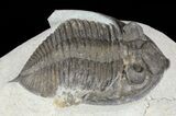 Bargain, Zlichovaspis Trilobite #62167-1